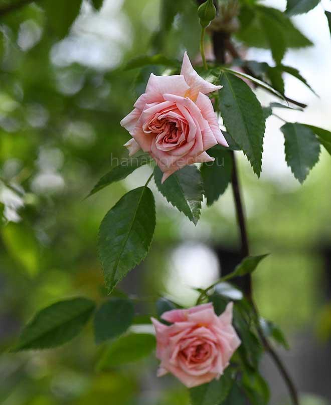 バラ メルズヘリテージ｜花の手帖の薔薇図鑑