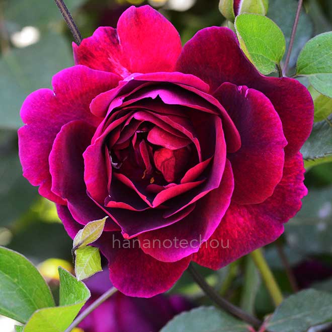 バラ マーシー｜花の手帖の薔薇図鑑