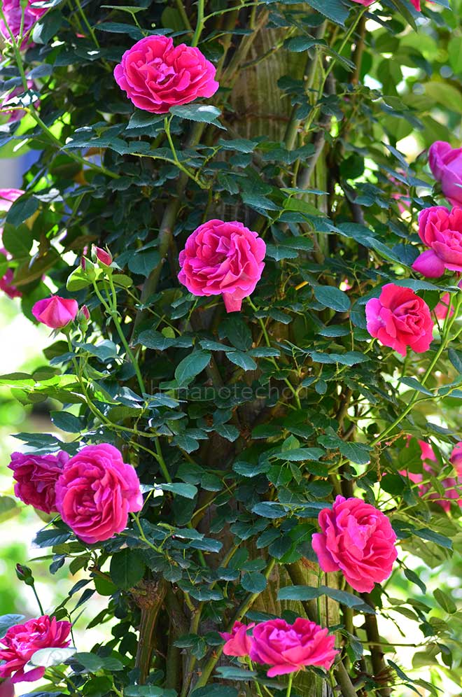 バラ メテオ｜花の手帖の薔薇図鑑