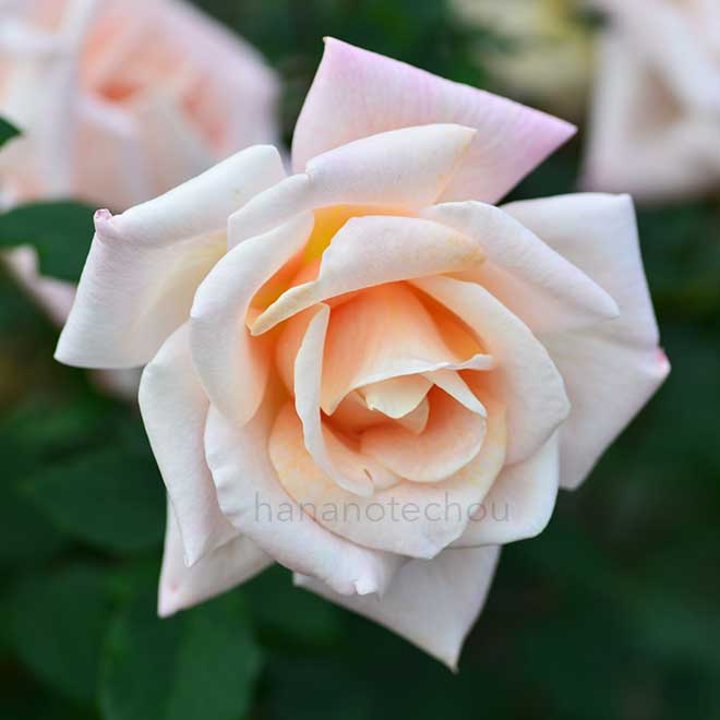 バラ ミシェル メイアン｜花の手帖の薔薇図鑑