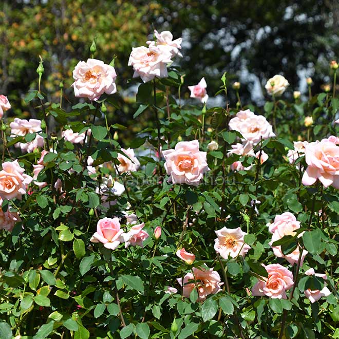 バラ ミシェル メイアン｜花の手帖の薔薇図鑑