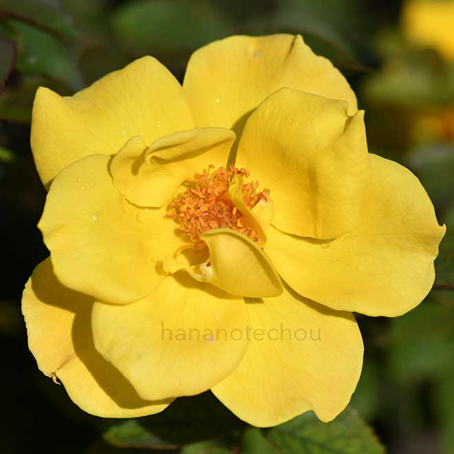 バラ マイダス タッチ｜花の手帖の薔薇図鑑