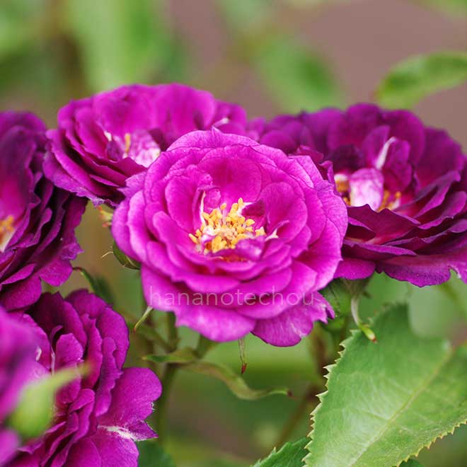 バラ ミッドナイト ブルー｜花の手帖の薔薇図鑑