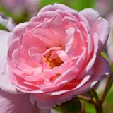 バラ ミルローズ｜花の手帖の薔薇図鑑