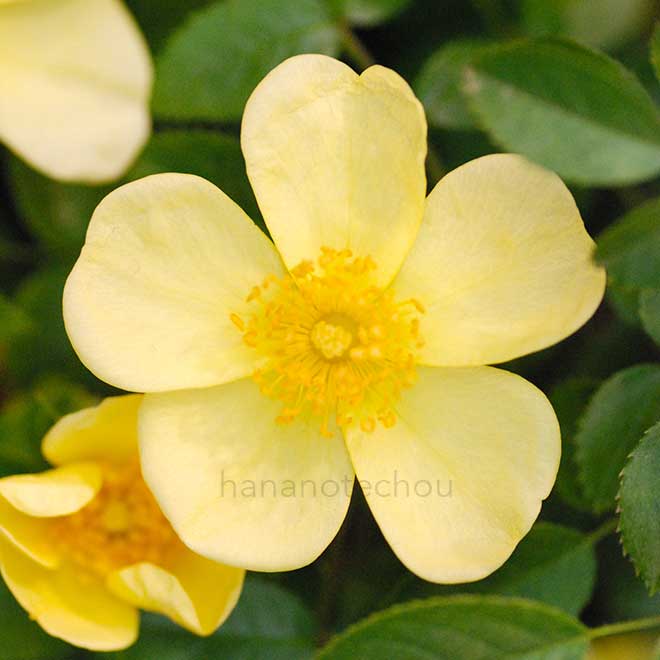 バラ ミニ ライツ｜花の手帖の薔薇図鑑