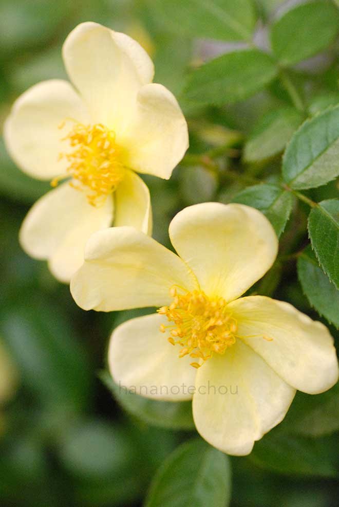 バラ ミニ ライツ｜花の手帖の薔薇図鑑