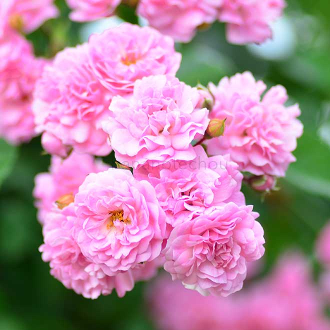 バラ ミネハハ｜花の手帖の薔薇図鑑