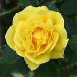 バラ ミラベラ｜花の手帖の薔薇図鑑