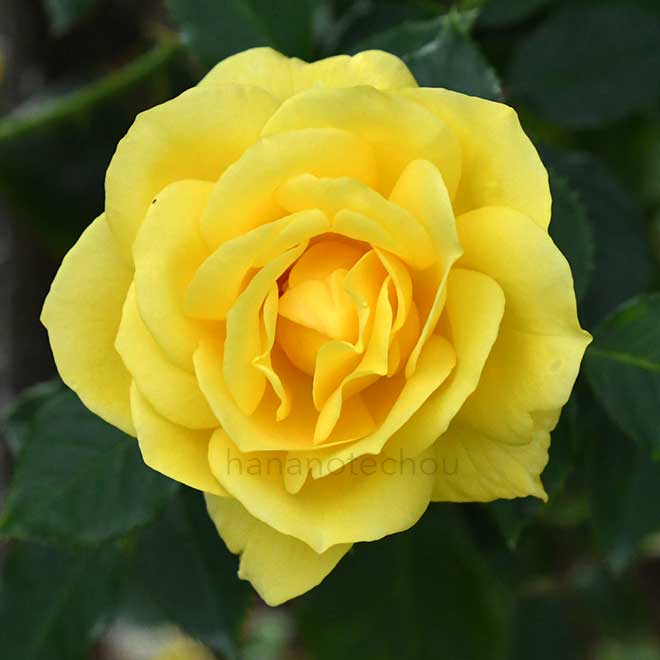 バラ ｜花の手帖の薔薇図鑑