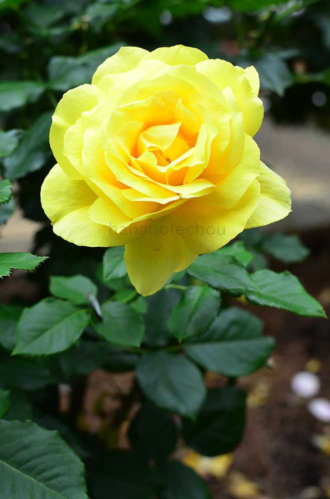 バラ ｜花の手帖の薔薇図鑑