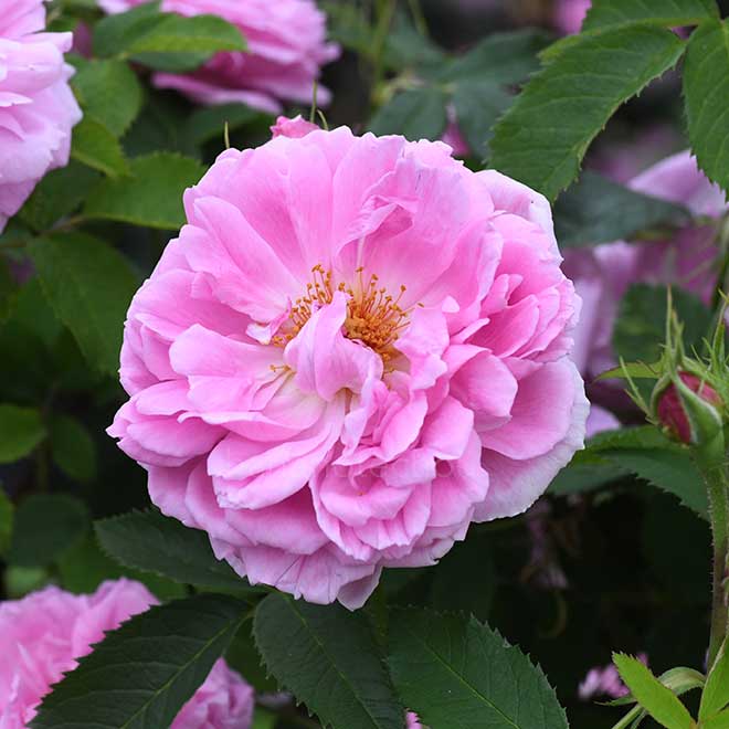 バラ ミランダ｜花の手帖の薔薇図鑑
