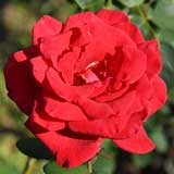 バラ ミリアーナ｜花の手帖の薔薇図鑑