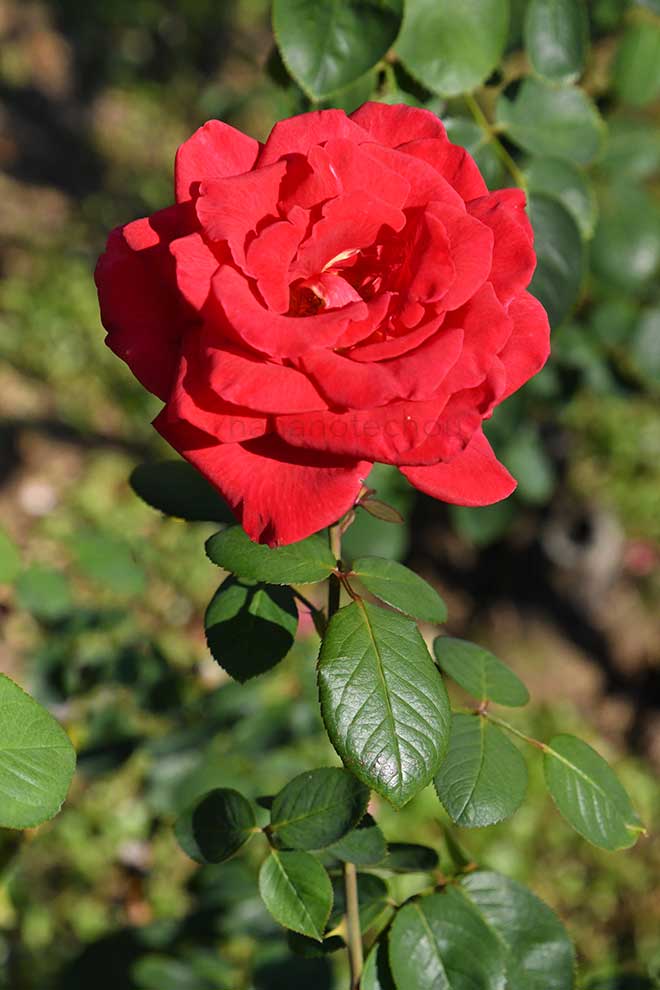 バラ ミリアーナ｜花の手帖の薔薇図鑑