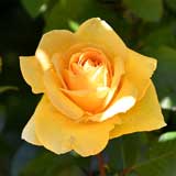 バラ ミスハープ｜花の手帖の薔薇図鑑