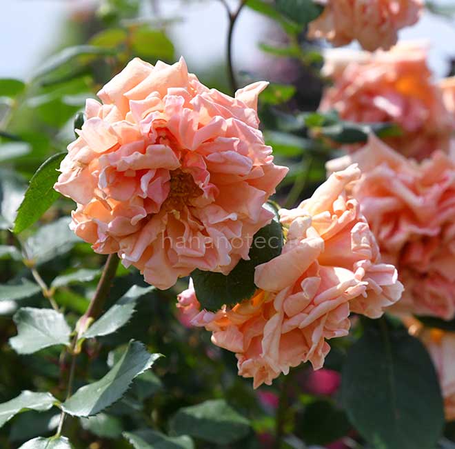 バラ ミス ロリータ アーマー｜花の手帖の薔薇図鑑