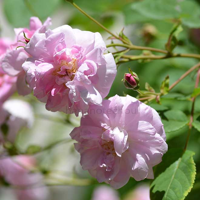 バラ ミストレス クイックリー｜花の手帖の薔薇図鑑