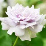 バラ ミスティパープル｜花の手帖の薔薇図鑑