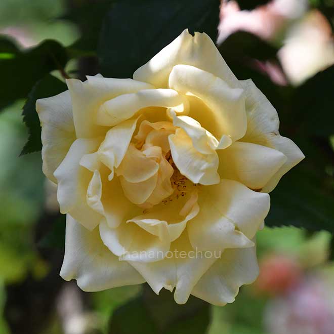 バラ マドモアゼル ジャンヌ フィリップ｜花の手帖の薔薇図鑑