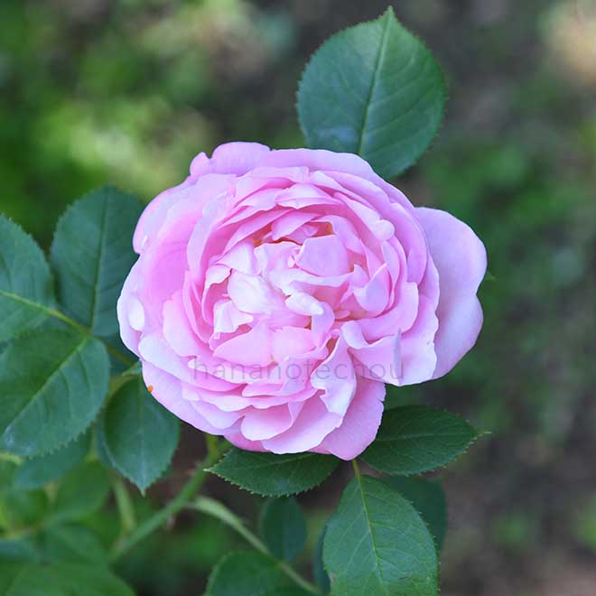 バラ マドモワゼル レネー デニス｜花の手帖の薔薇図鑑