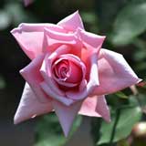 マダム アベル シャトネ