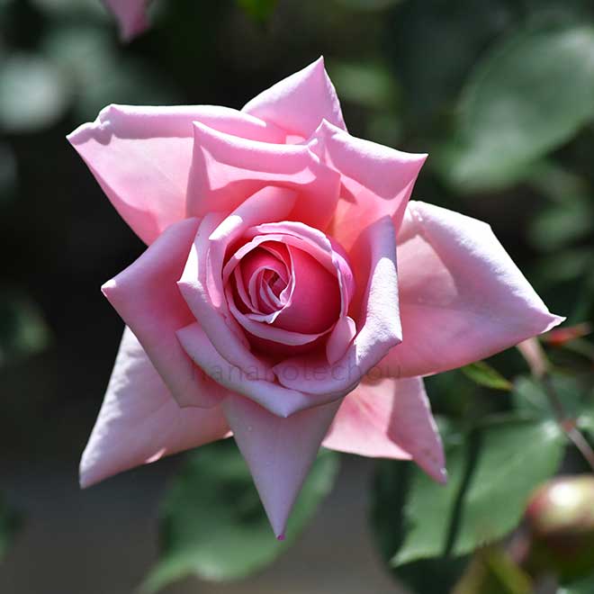 バラ マダム アベル シャトネ｜花の手帖の薔薇図鑑