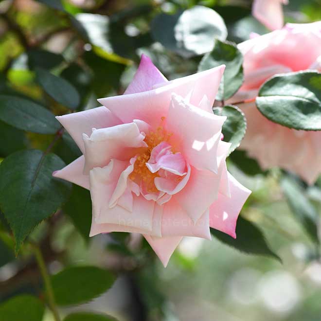 バラ マダム アントワーヌ マリー｜花の手帖の薔薇図鑑