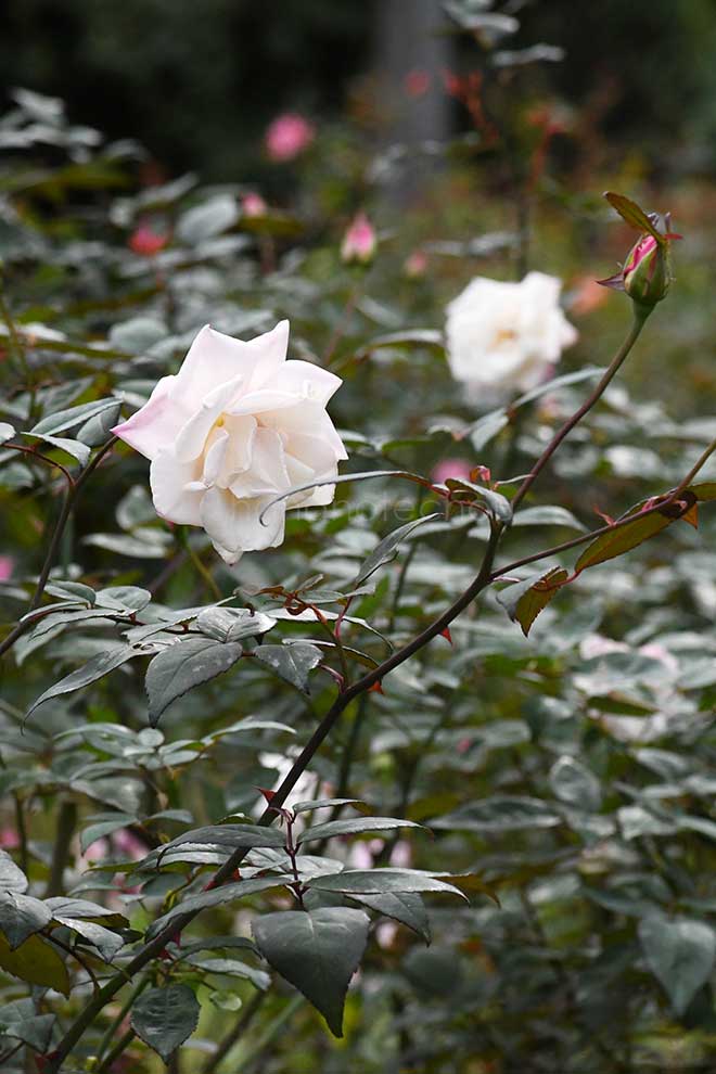 バラ マダム アントワーヌ マリー｜花の手帖の薔薇図鑑