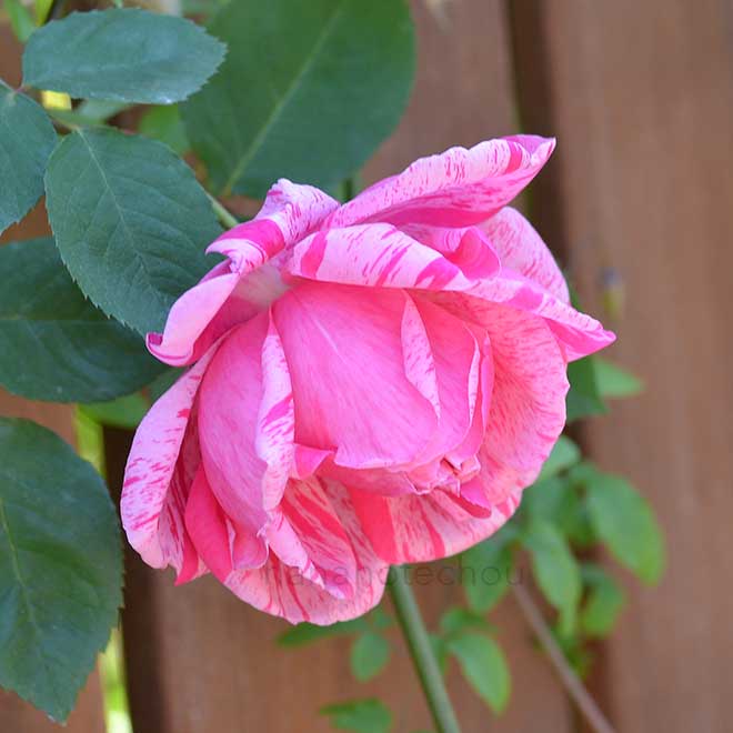 バラ マダム ドリオ｜花の手帖の薔薇図鑑