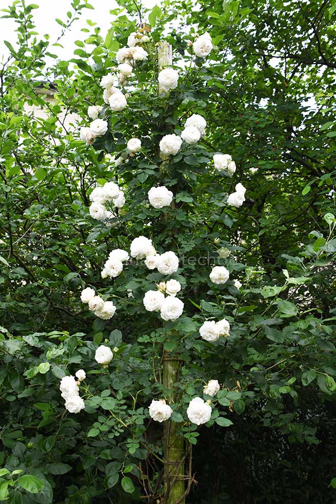 バラ マダム フランソワーズ ピテ｜花の手帖の薔薇図鑑