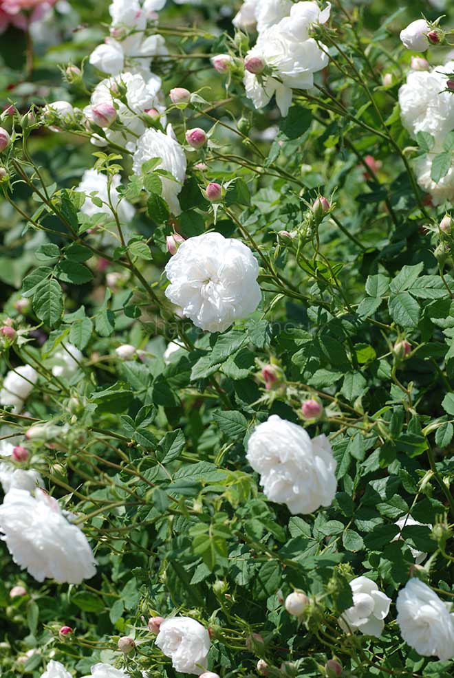 バラ マダムアルディ｜花の手帖の薔薇図鑑