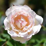 バラ ｜花の手帖の薔薇図鑑