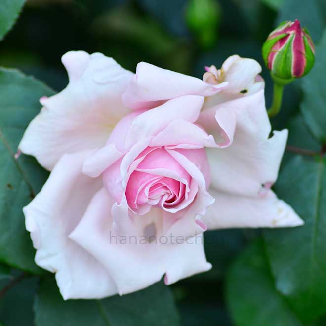 マダムレオンパン｜花の手帖の薔薇図鑑