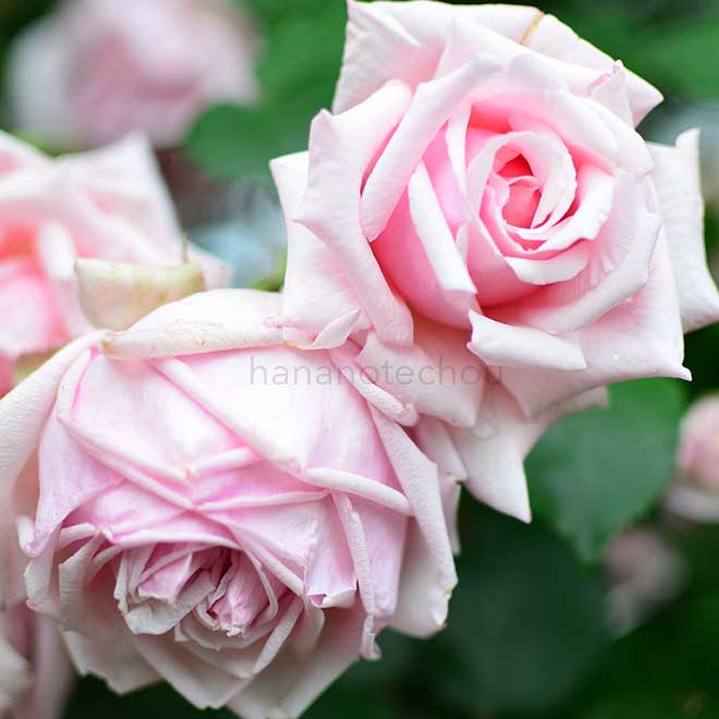 マダムレオンパン｜花の手帖の薔薇図鑑