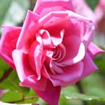 バラ ｜花の手帖の薔薇図鑑