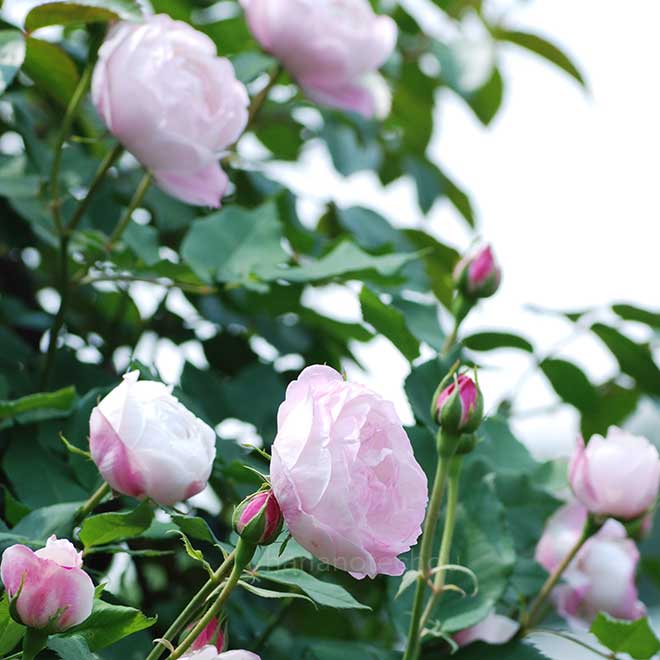 バラ マダムピエールオジェ｜花の手帖の薔薇図鑑