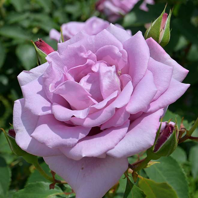 バラ マダムヴィオレ｜花の手帖の薔薇図鑑