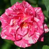 バラ モダン タイムズ｜花の手帖の薔薇図鑑