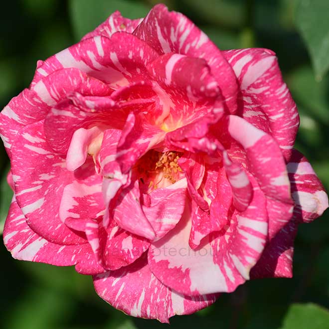 バラ モダンタイムス｜花の手帖の薔薇図鑑