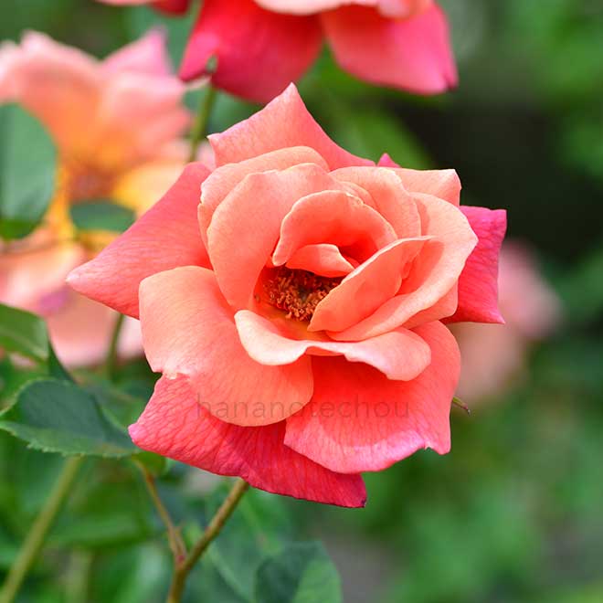 バラ モハベ｜花の手帖の薔薇図鑑