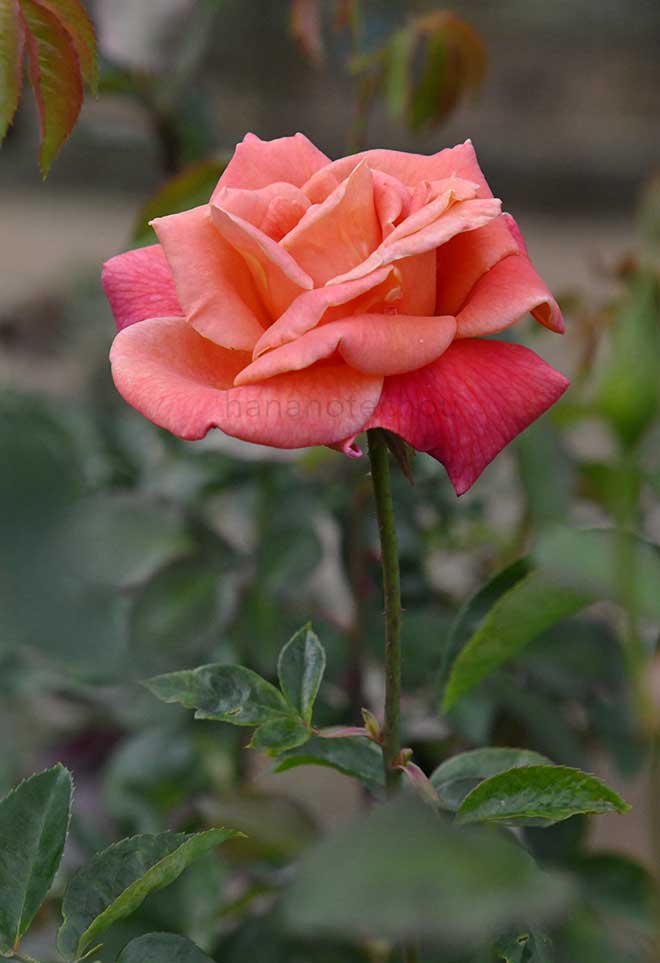 バラ モハベ｜花の手帖の薔薇図鑑