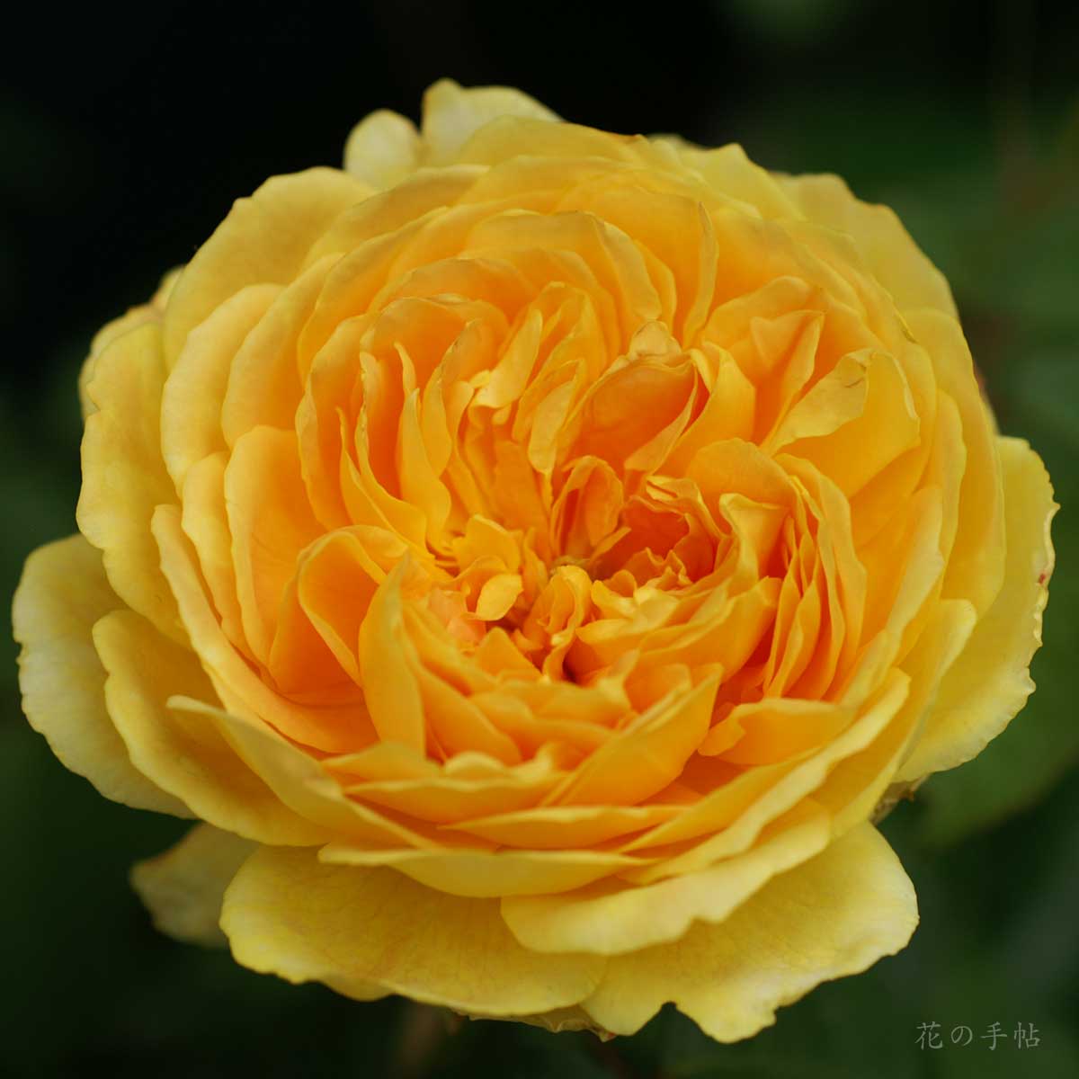 バラ モリニュー｜花の手帖の薔薇図鑑