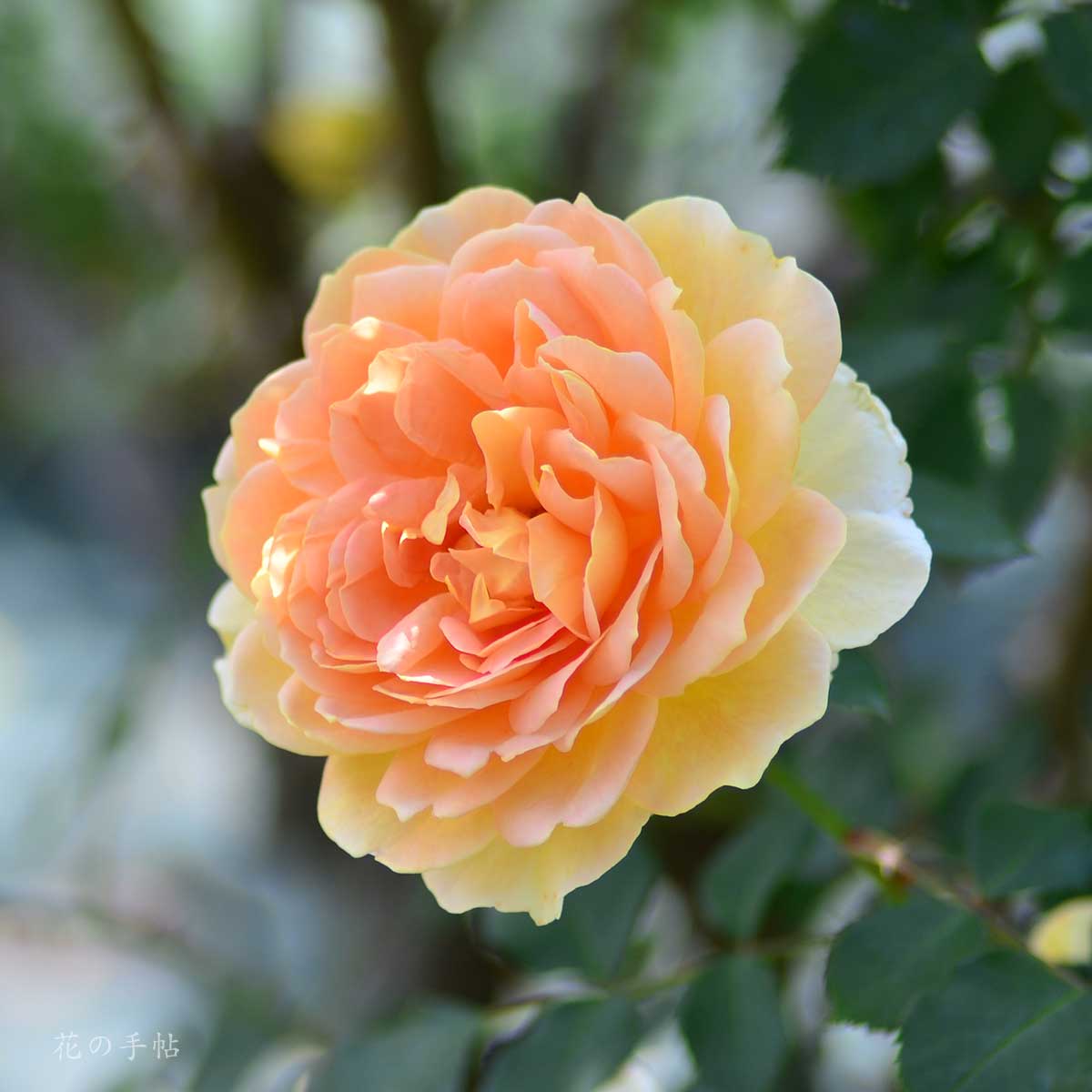 バラ モリニュー｜花の手帖の薔薇図鑑