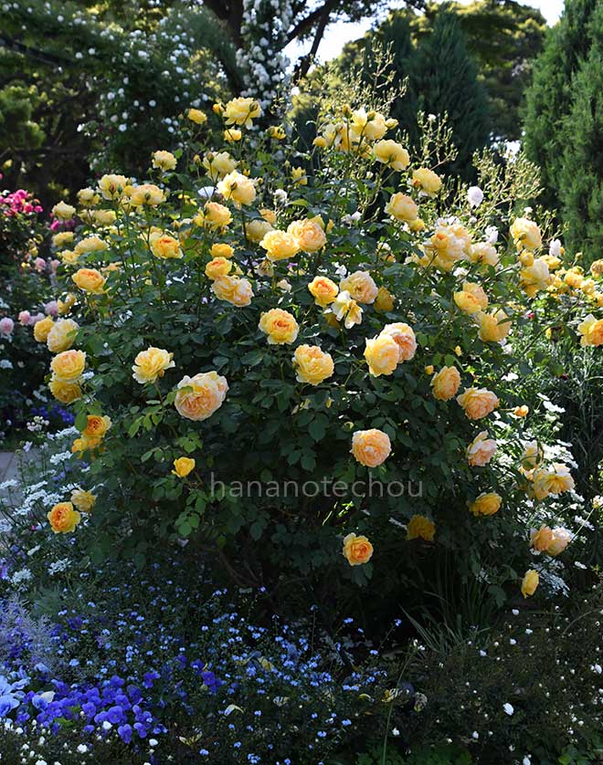 バラ モリニュー｜花の手帖の薔薇図鑑