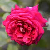 バラ モニカベルッチ｜花の手帖の薔薇図鑑