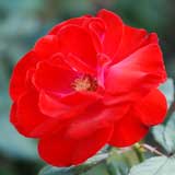 バラ モンタナ｜花の手帖の薔薇図鑑