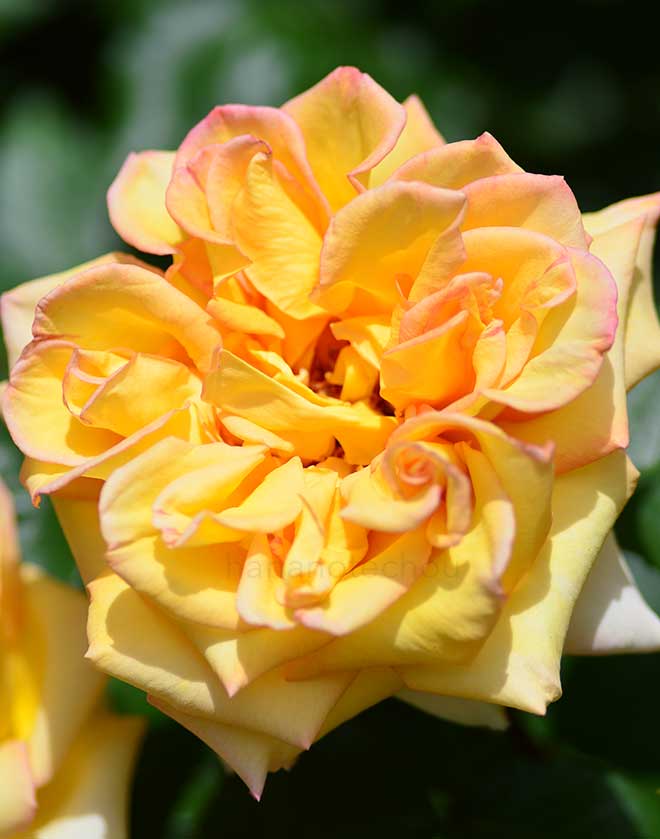 バラ モンテ カルロ｜花の手帖の薔薇図鑑