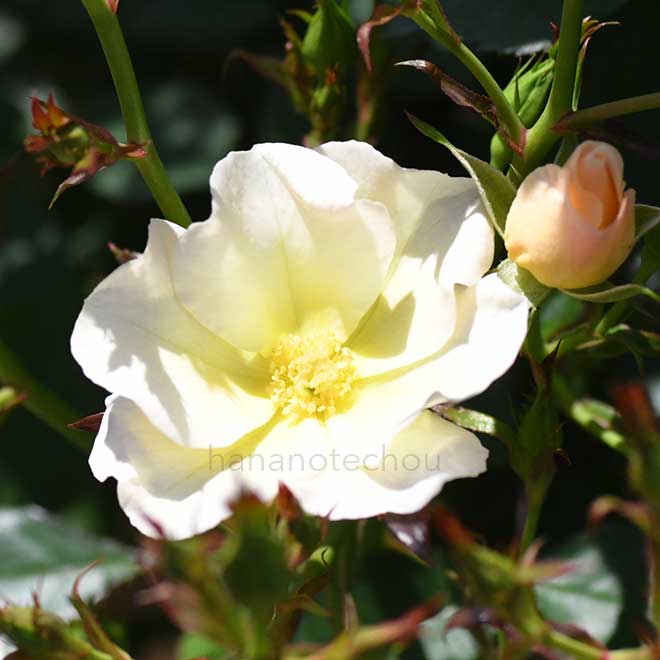 バラ モーニングコール｜花の手帖の薔薇図鑑