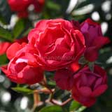 バラ マザーズ デー｜花の手帖の薔薇図鑑