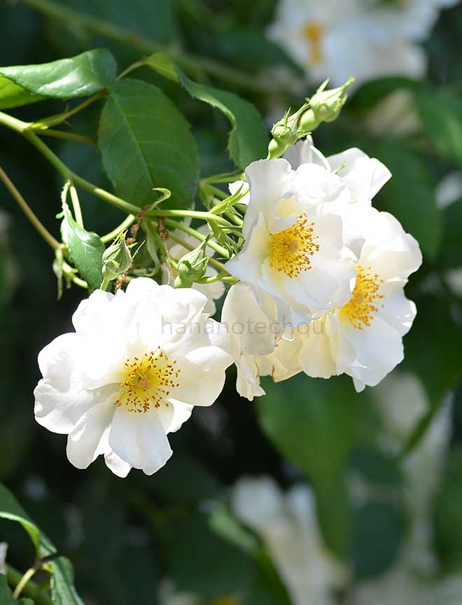 バラ マウンテン スノー｜花の手帖の薔薇図鑑