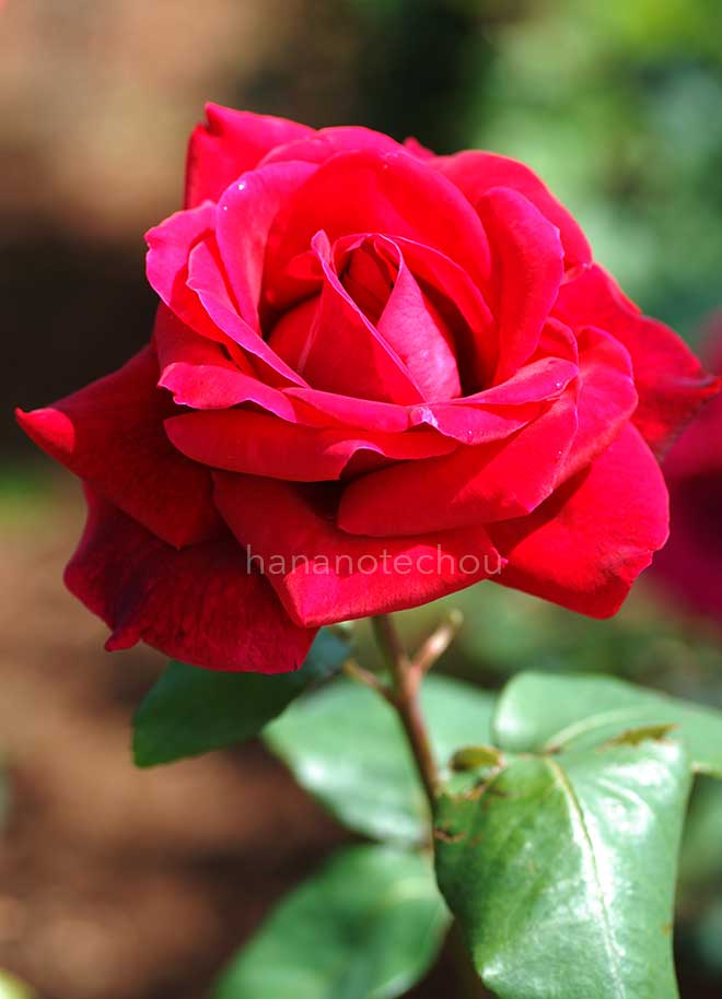 バラ ミスター リンカーン｜花の手帖の薔薇図鑑